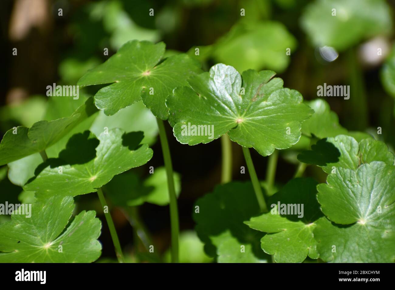 Leaves of floating marsh pennywort (Hydrocotyle ranunculoides) growing on Pinto Lake in California Stock Photo