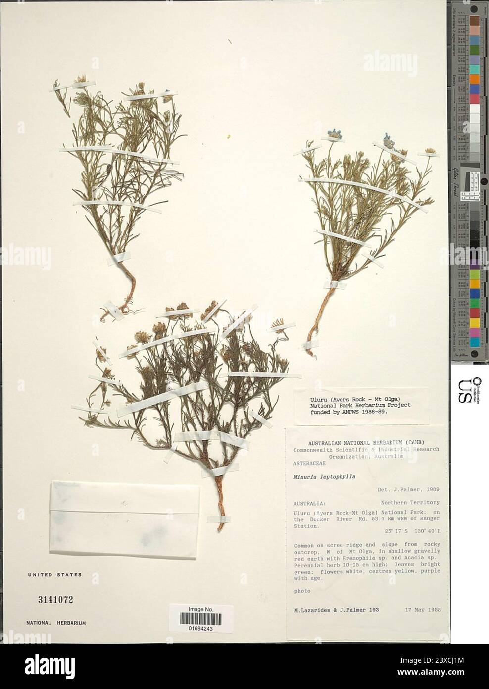 Minuria leptophylla DC Minuria leptophylla DC. Stock Photo