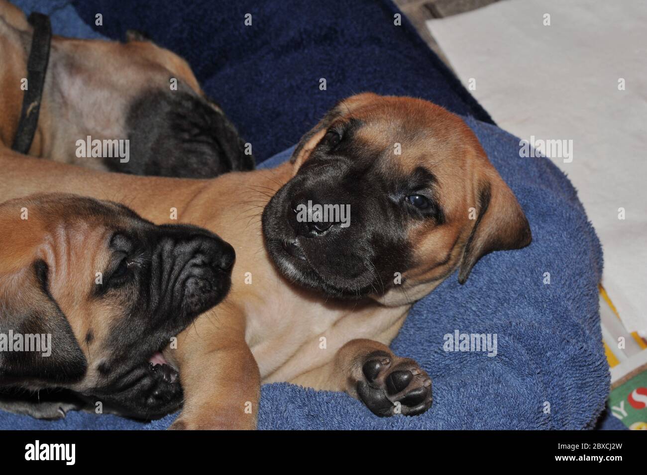 Great dane puppies hi res stock photography and images Alamy