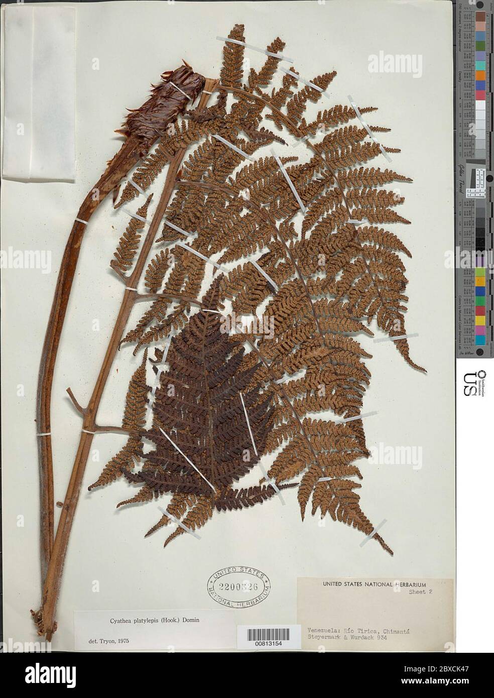 Cyathea platylepis Hook Domin Cyathea platylepis Hook Domin. Stock Photo