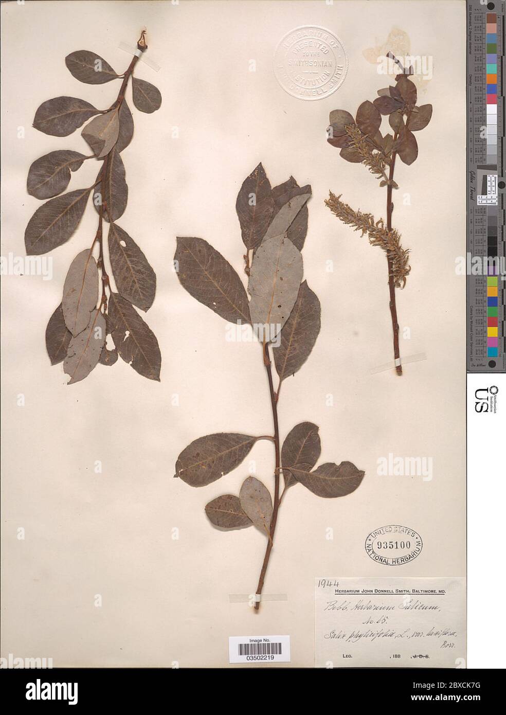 Salix phylicifolia L Salix phylicifolia L. Stock Photo