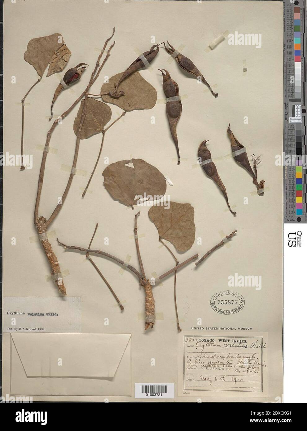 Erythrina velutina Willd Erythrina velutina Willd. Stock Photo