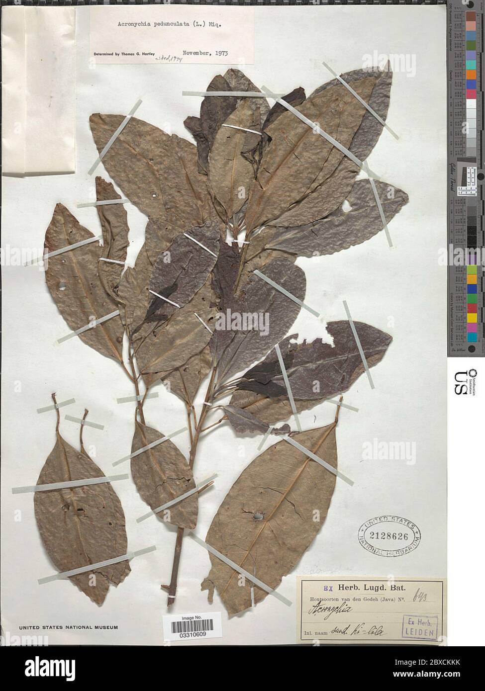 Acronychia pedunculata L Miq Acronychia pedunculata L Miq. Stock Photo