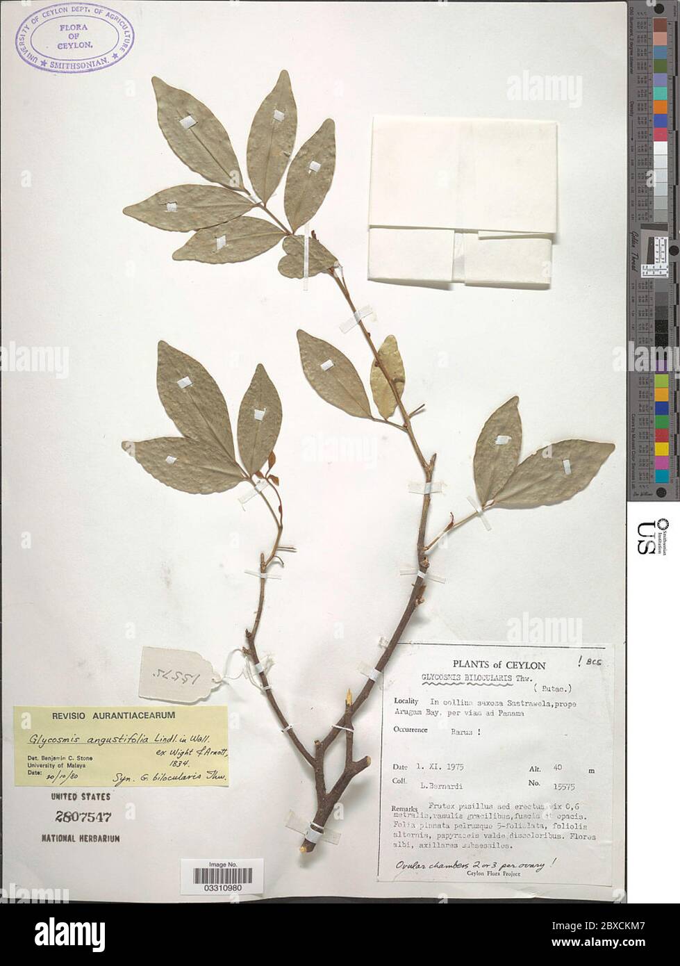 Glycosmis angustifolia Lindl ex Wight Arn Glycosmis angustifolia Lindl ex Wight Arn. Stock Photo