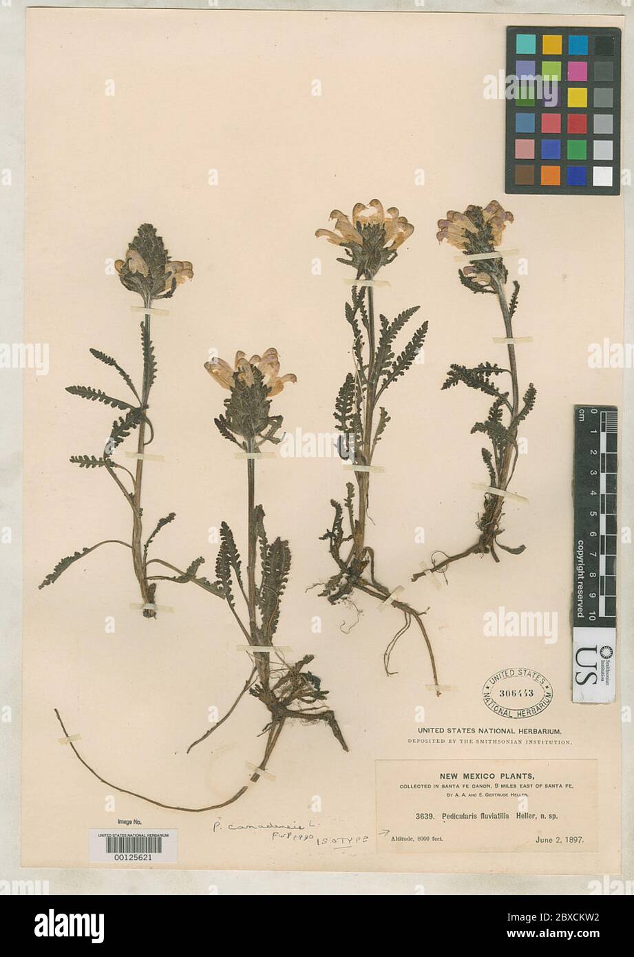 Pedicularis fluviatilis A Heller Pedicularis fluviatilis A Heller. Stock Photo