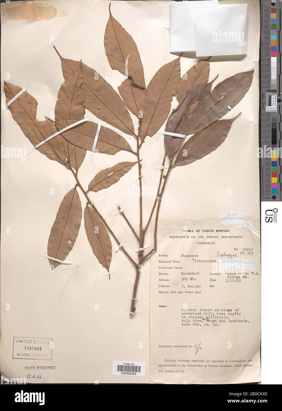 Lithocarpus leptogyne Korth Soepadmo Lithocarpus leptogyne Korth Soepadmo. Stock Photo