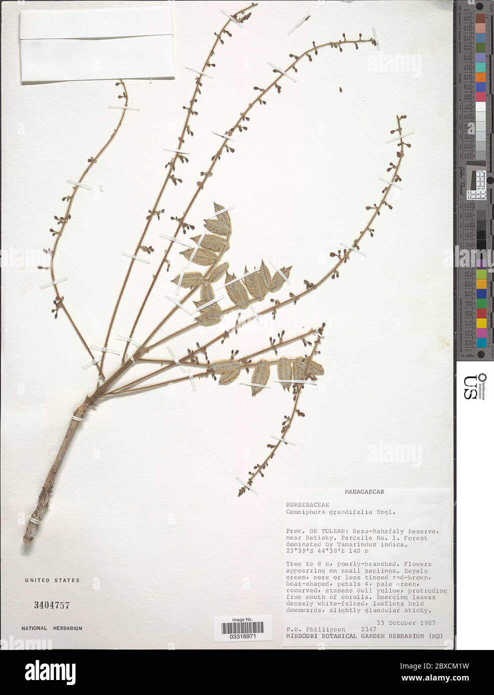 Commiphoric Structure Commiphora grandifolia Engl Commiphora grandifolia Engl Stock Photo - Alamy