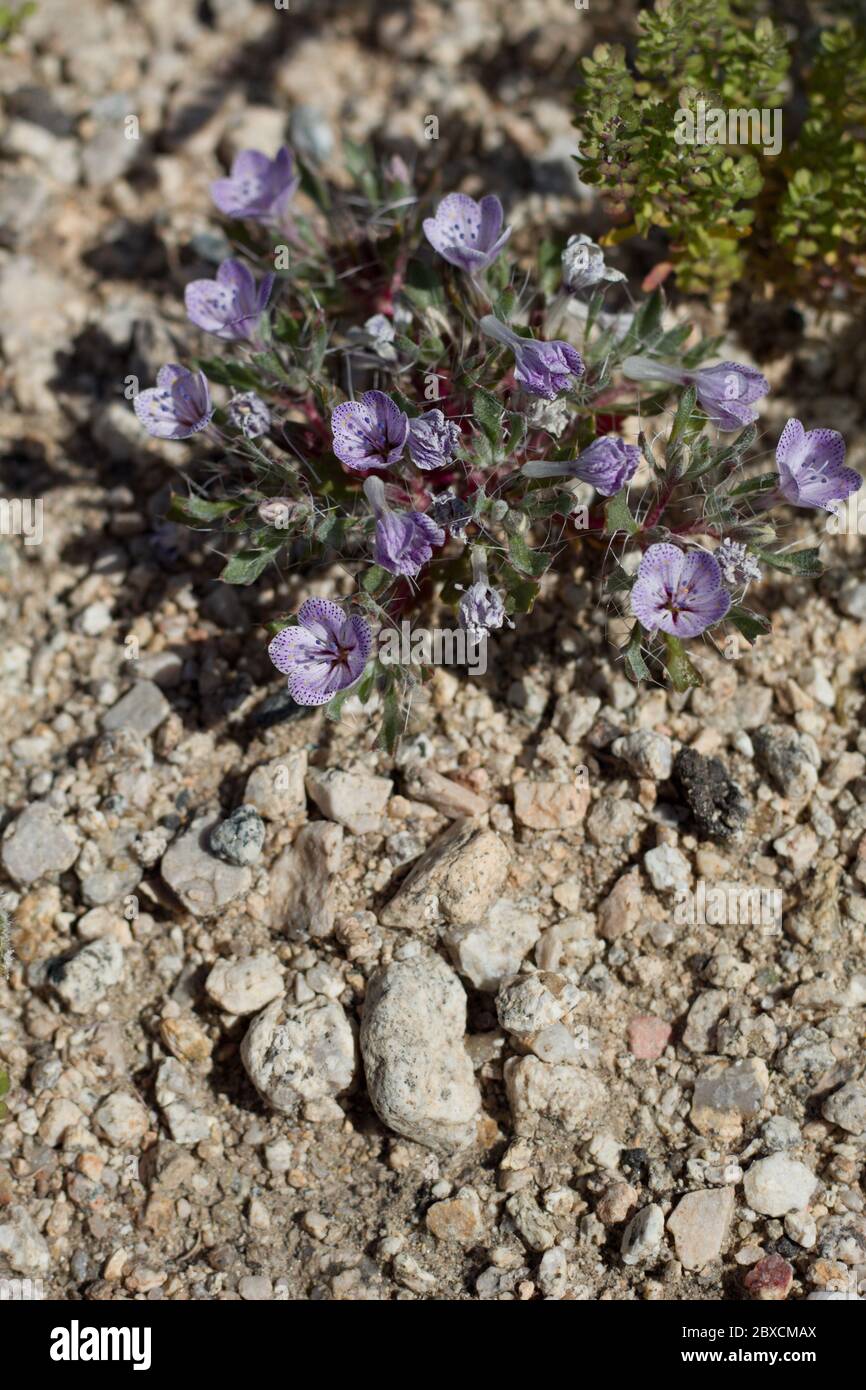 Lilac Sunbonnet, Langloisia Setosissima Subspecies Punctata, Polemoniaceae, native annual in the margins of Twentynine Palms, Southern Mojave Desert. Stock Photo