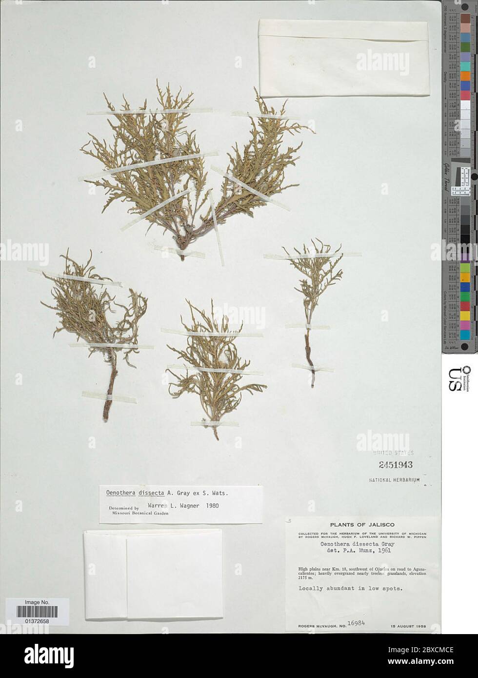Oenothera dissecta A Gray ex S Watson Oenothera dissecta A Gray ex S Watson. Stock Photo