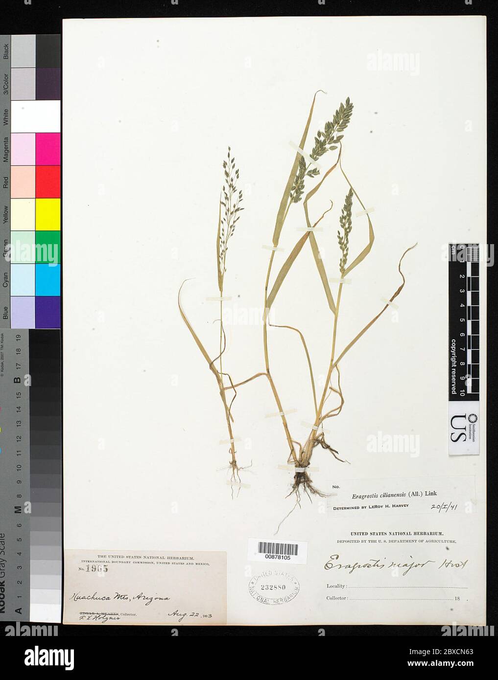 Eragrostis cilianensis Bellardi Vignolo ex Janch Eragrostis cilianensis Bellardi Vignolo ex Janch. Stock Photo