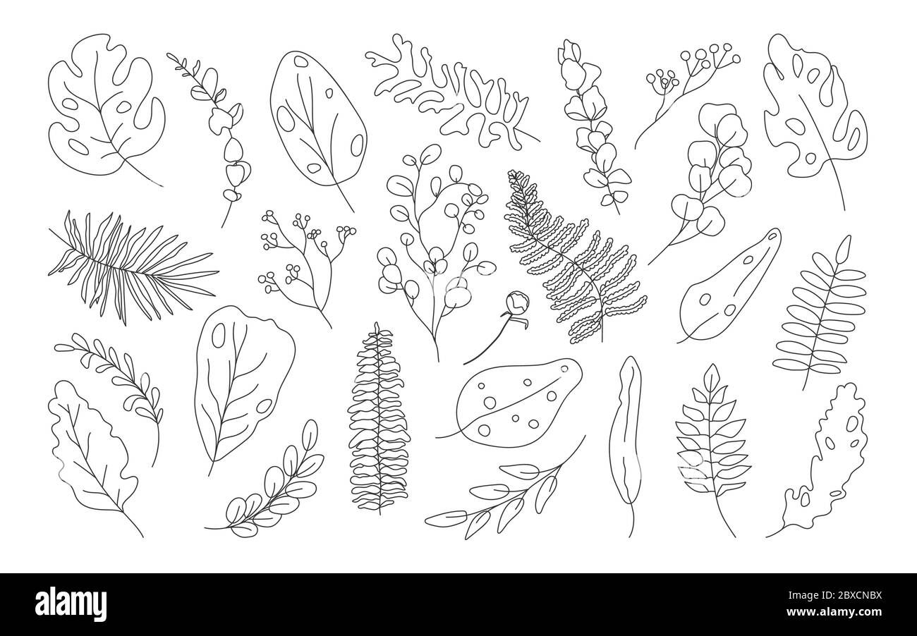 Set of exotic contour tropical leaf. Hand drawn different abstract ...