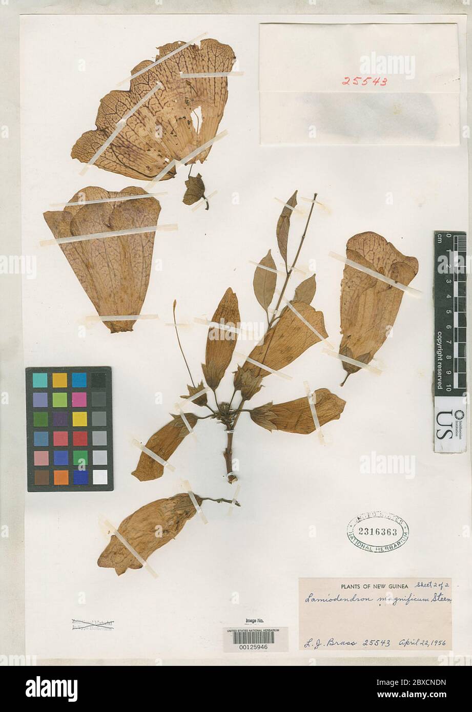 Lamiodendron magnificum Steenis Lamiodendron magnificum Steenis Stock