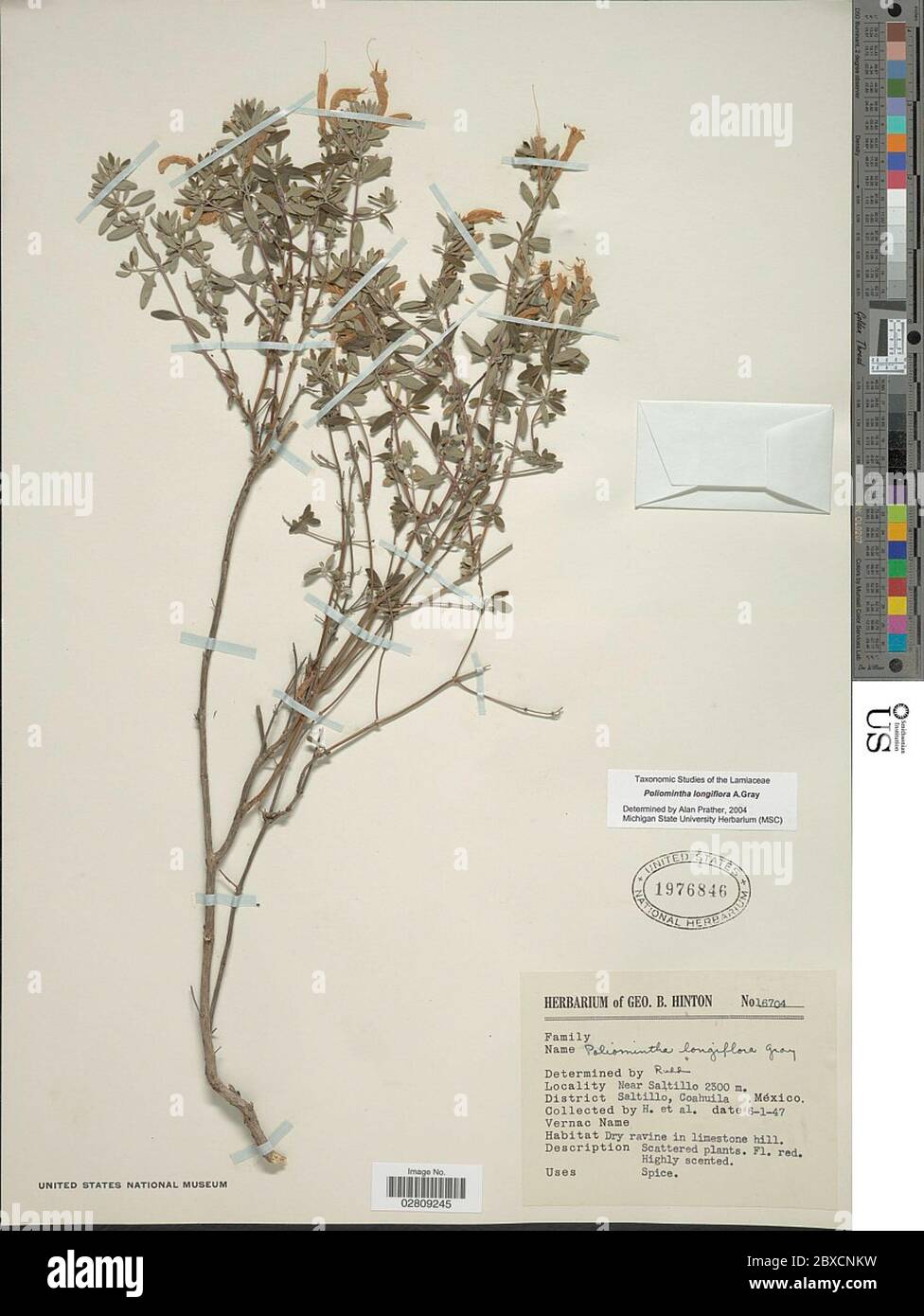 Poliomintha longiflora A Gray Poliomintha longiflora A Gray. Stock Photo