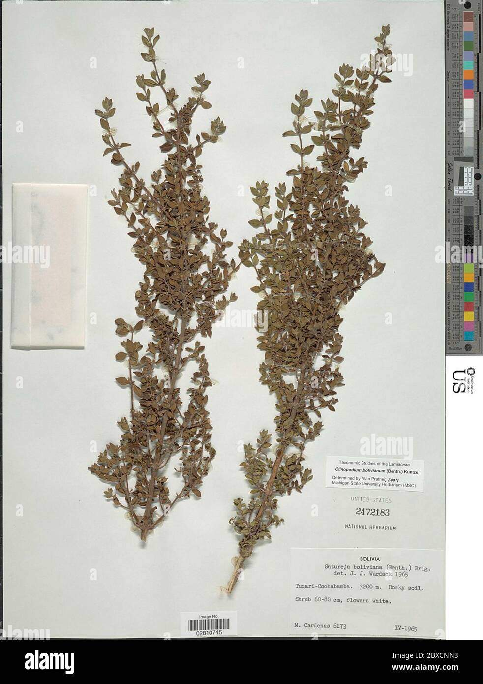 Clinopodium bolivianum Benth Kuntze Clinopodium bolivianum Benth Kuntze. Stock Photo