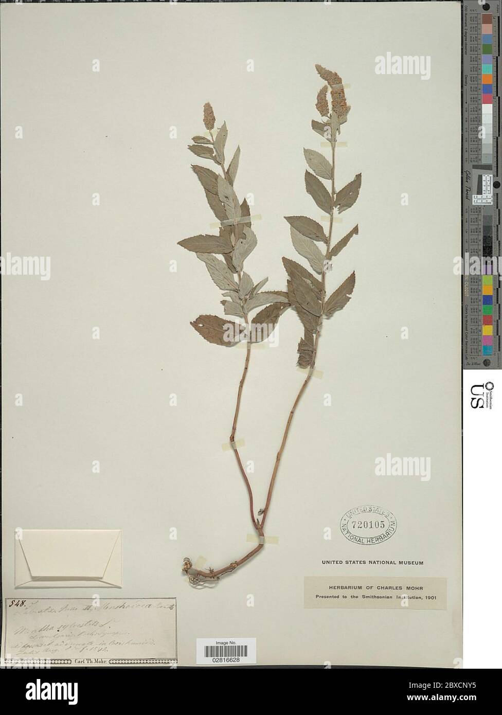 Mentha sylvestris plant hi-res stock photography and images - Alamy