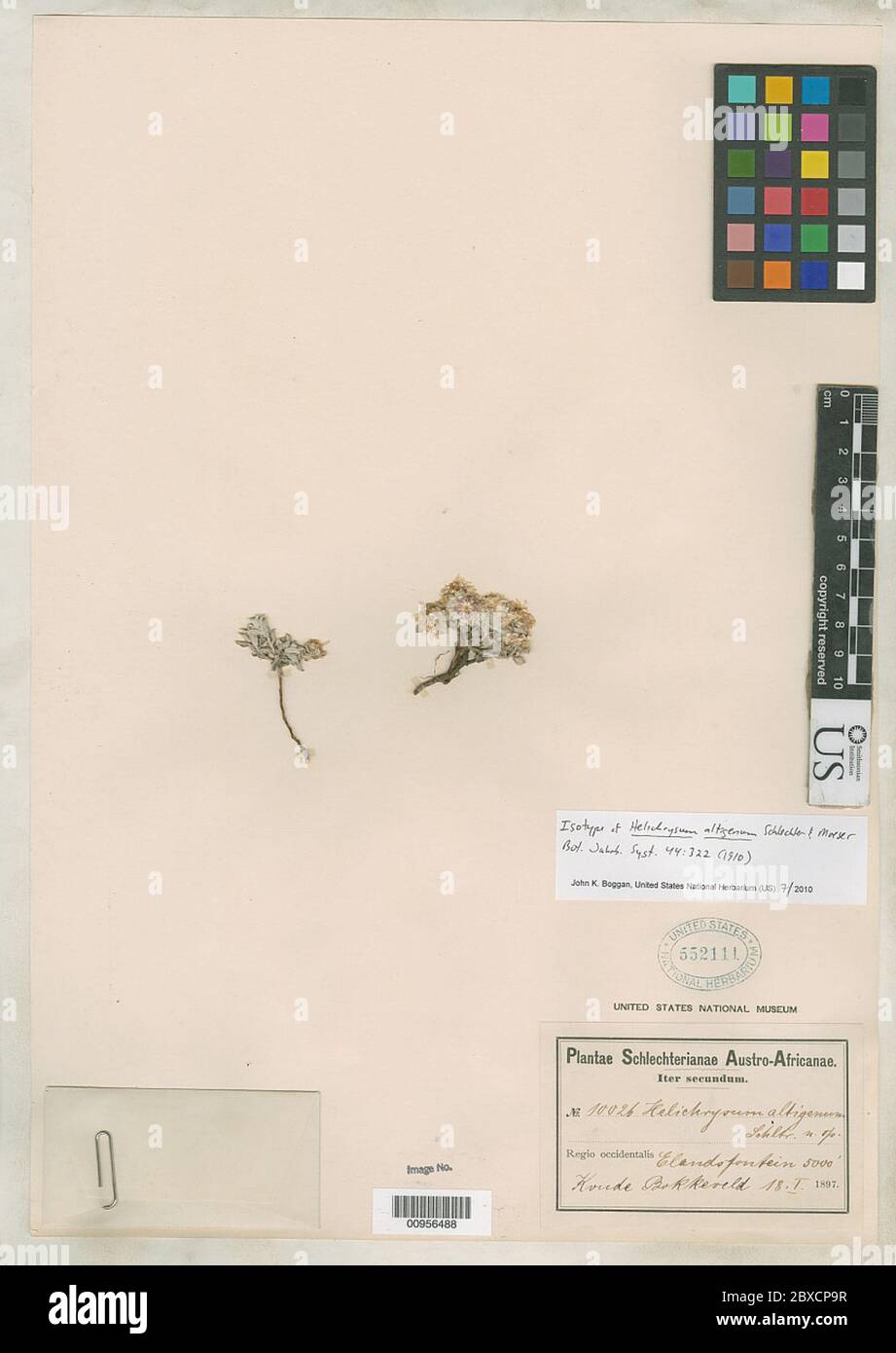 Helichrysum altigenum Schltr Moeser Helichrysum altigenum Schltr Moeser. Stock Photo