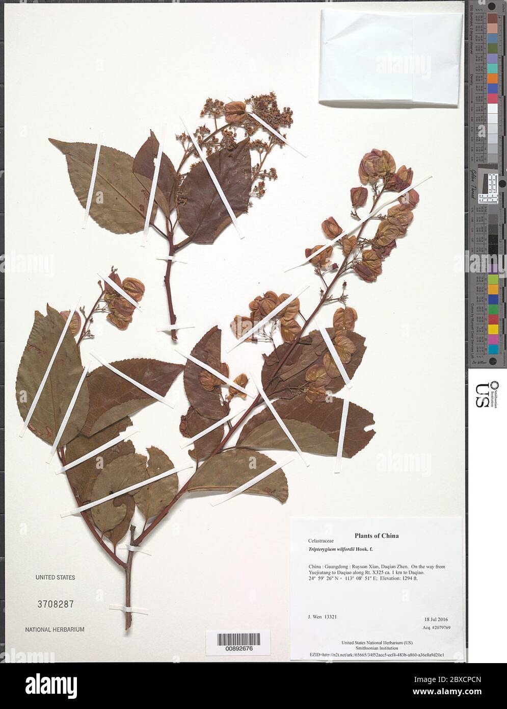 Tripterygium wilfordii Hook f Tripterygium wilfordii Hook f Stock Photo