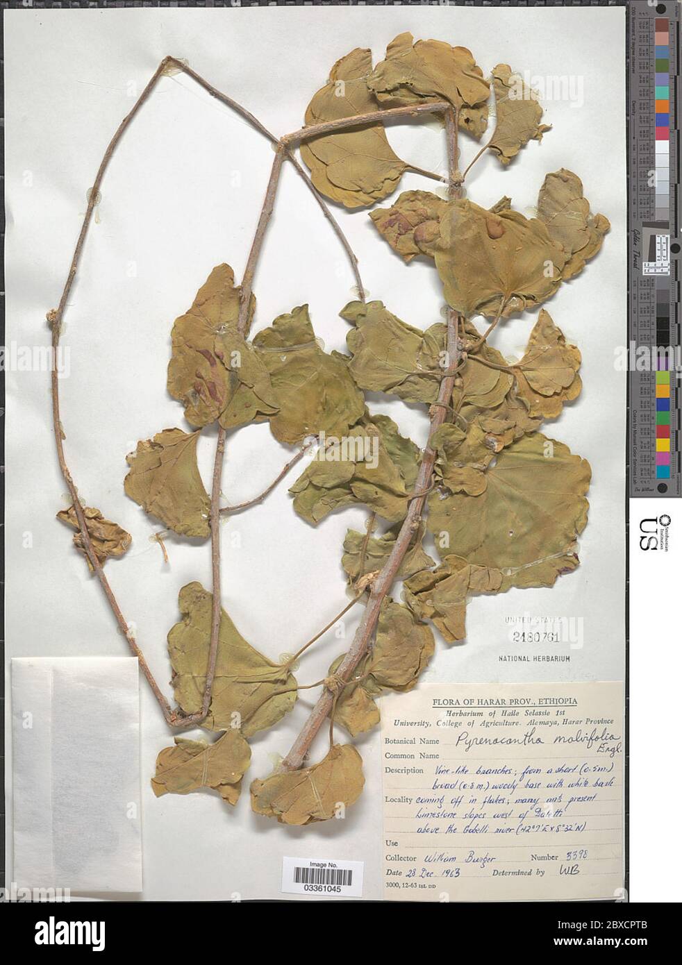 Pyrenacantha malvifolia Pyrenacantha malvifolia. Stock Photo
