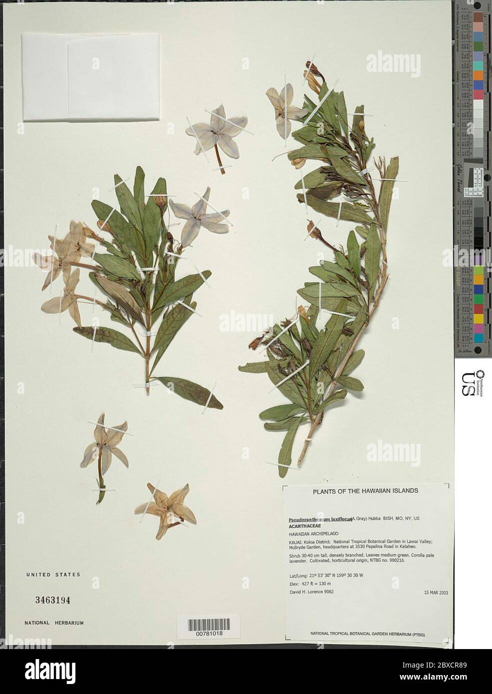 Pseuderanthemum laxiflorum A Gray Pseuderanthemum laxiflorum A Gray. Stock Photo