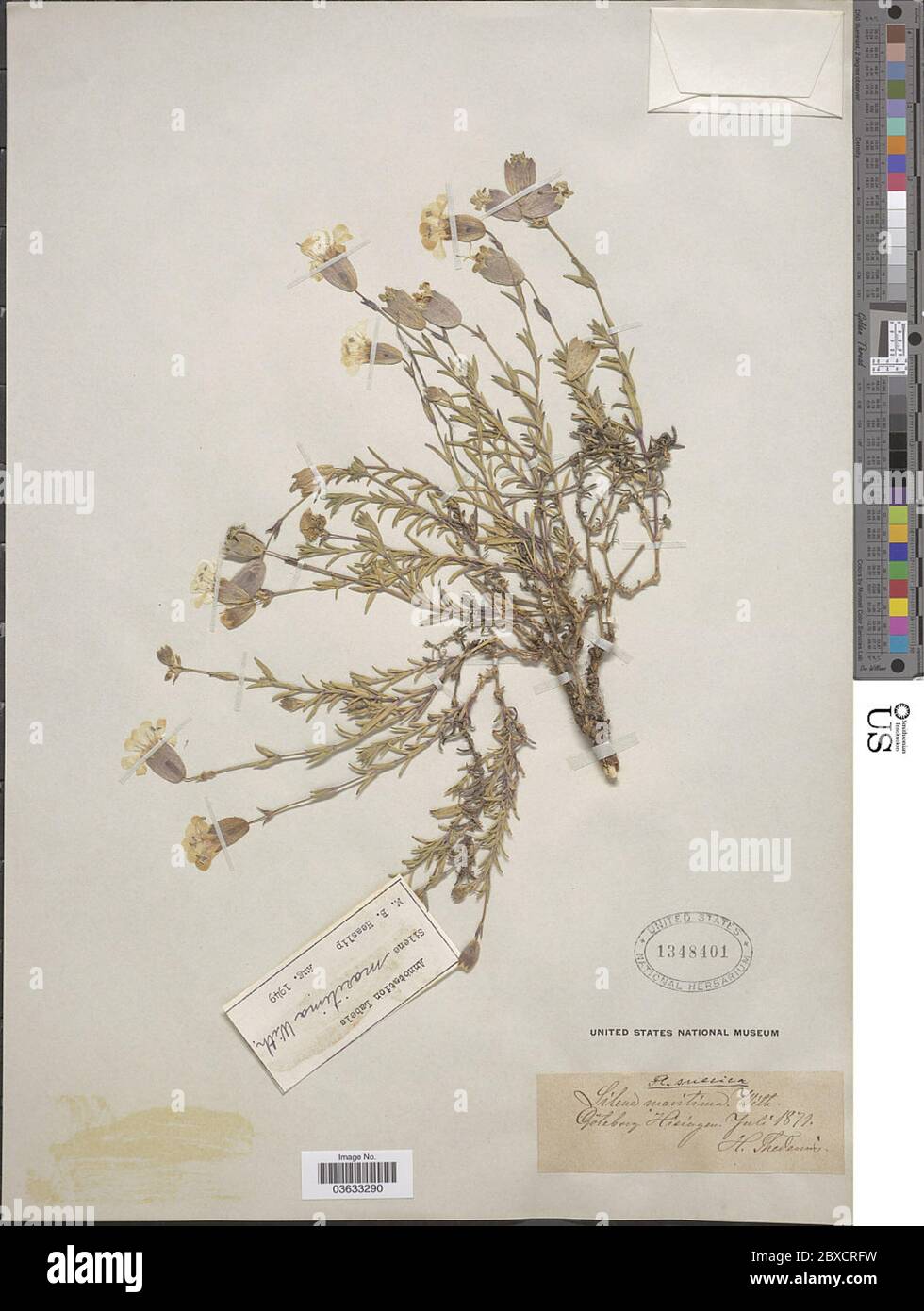 Silene maritima With Silene maritima With Stock Photo Alamy