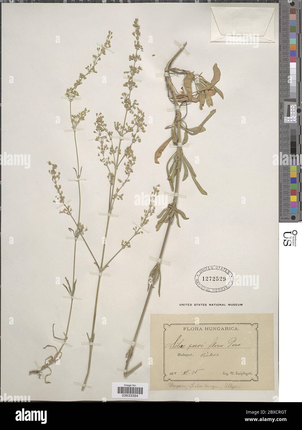 Stocks Pers Silene parviflora Ehrh Pers Silene parviflora Ehrh Pers Stock Photo - Alamy