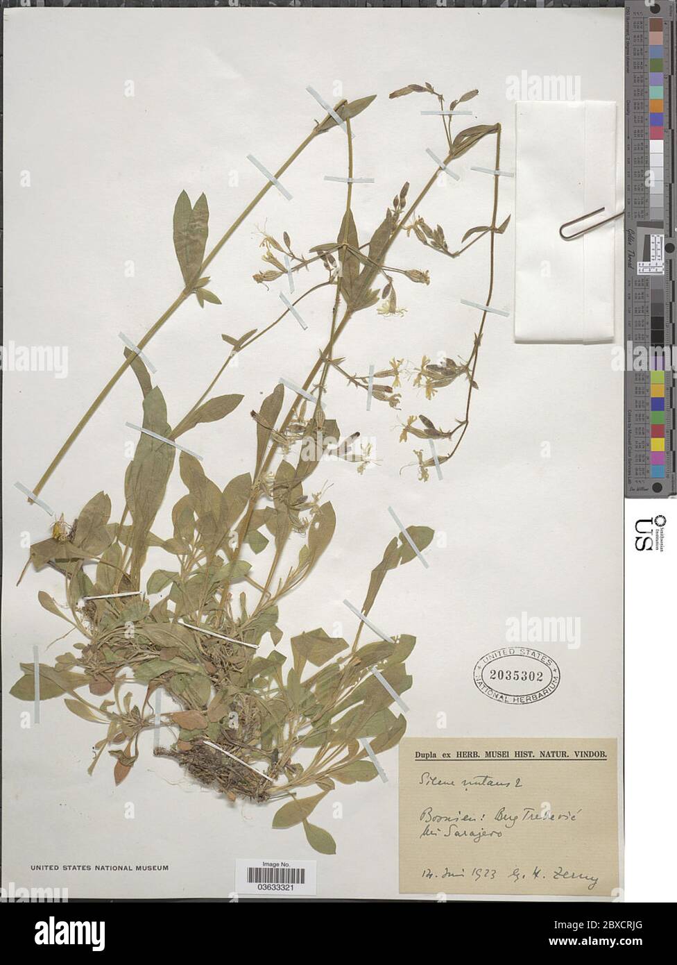 Silene nutans L Silene nutans L. Stock Photo
