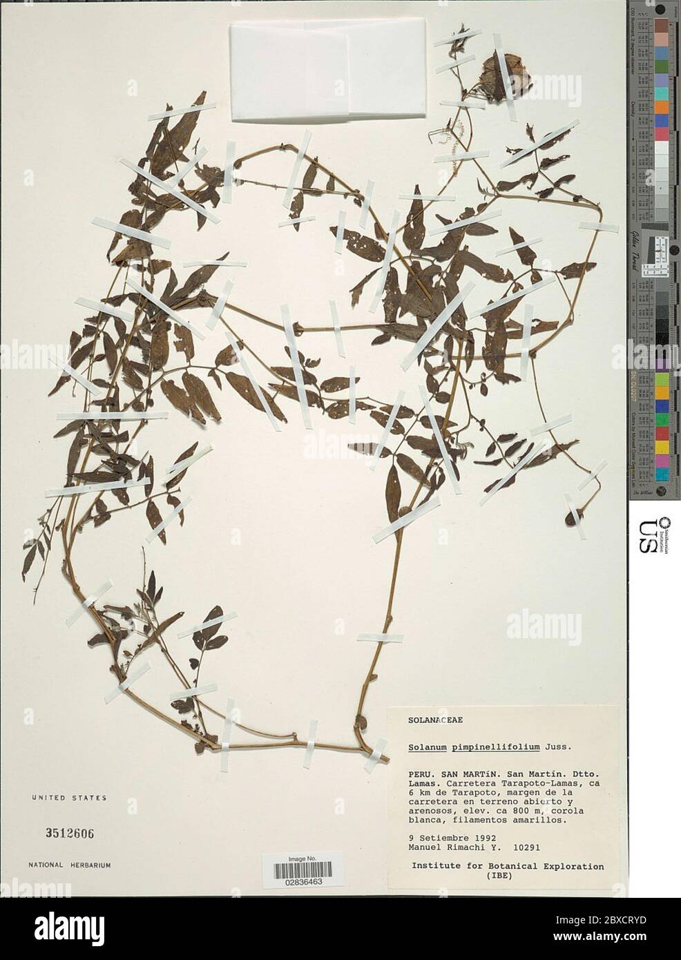 Solanum Pimpinellifolium High Resolution Stock Photography and Images