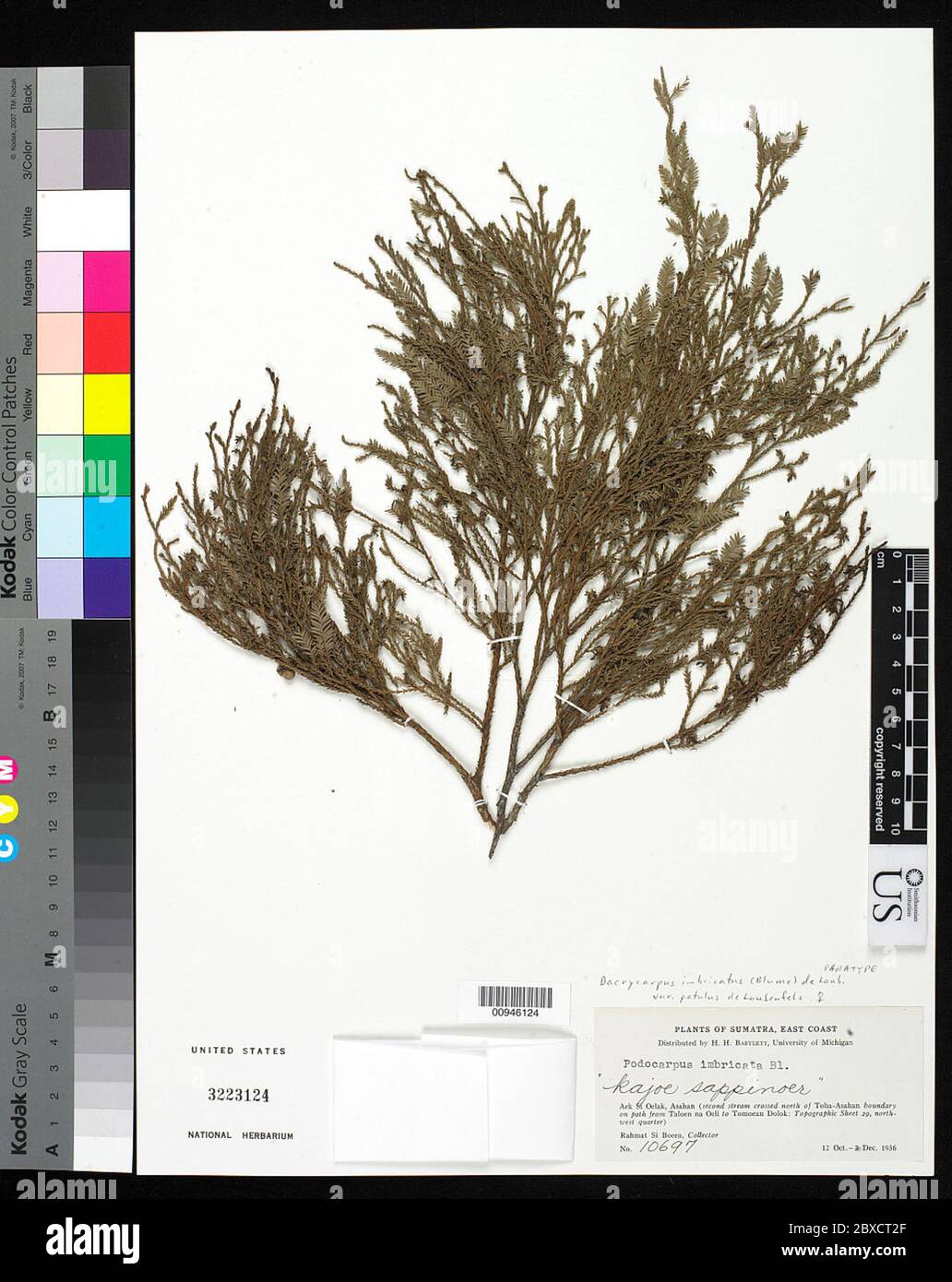 Dacrycarpus imbricatus var patulus de Laub Dacrycarpus imbricatus var patulus de Laub. Stock Photo