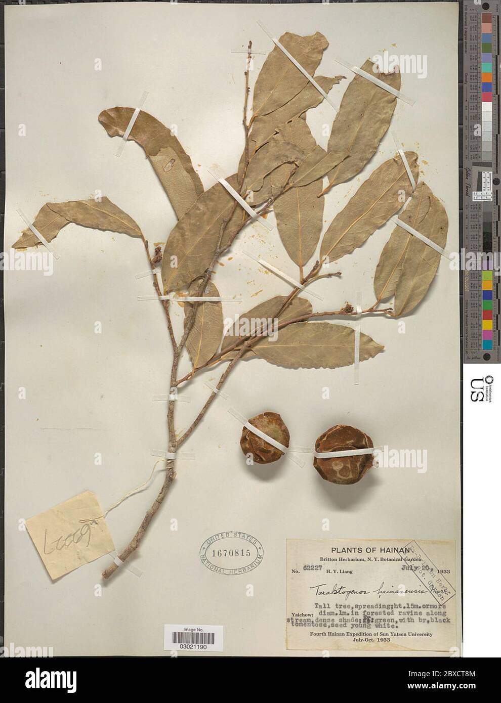 Hydnocarpus hainanensis Merr Sleumer Hydnocarpus hainanensis Merr Sleumer. Stock Photo
