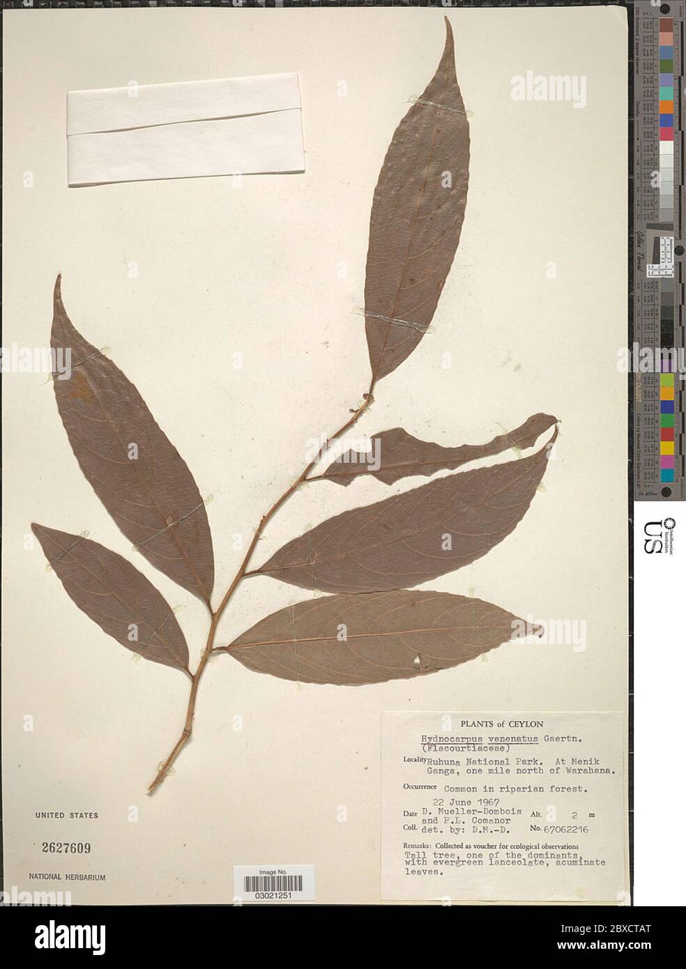 Hydnocarpus venenata Hydnocarpus venenata. Stock Photo