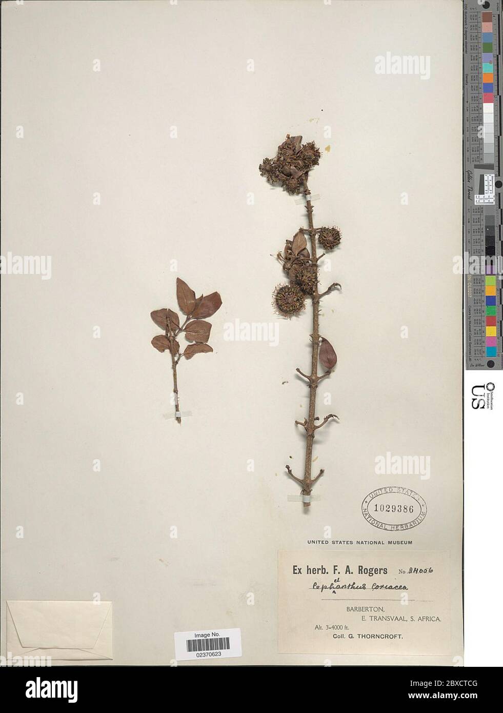 Cephalanthus coriaceus K Schum Cephalanthus coriaceus K Schum. Stock Photo