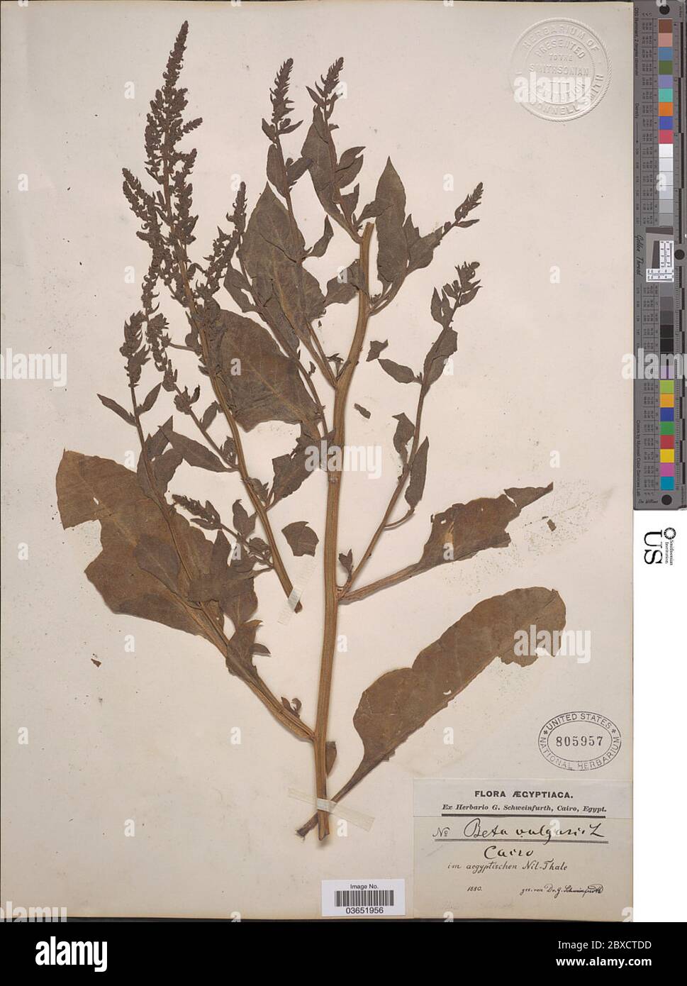 Beta Vulgaris L High Resolution Stock Photography And Images Alamy