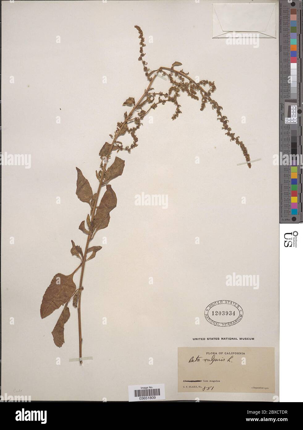 Beta Vulgaris L High Resolution Stock Photography And Images Alamy