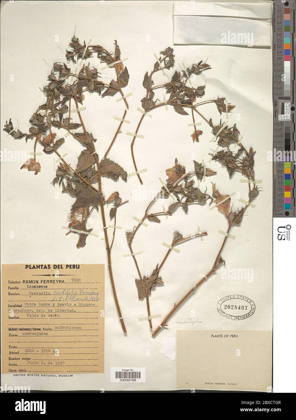 Mentzelia cordifolia Dombey ex Urb Gilg Mentzelia cordifolia Dombey ex Urb Gilg. Stock Photo