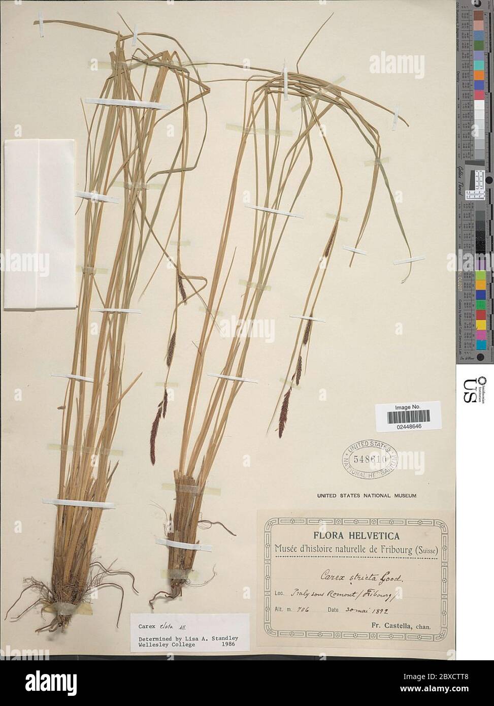 Carex elata All Carex elata All Stock Photo Alamy