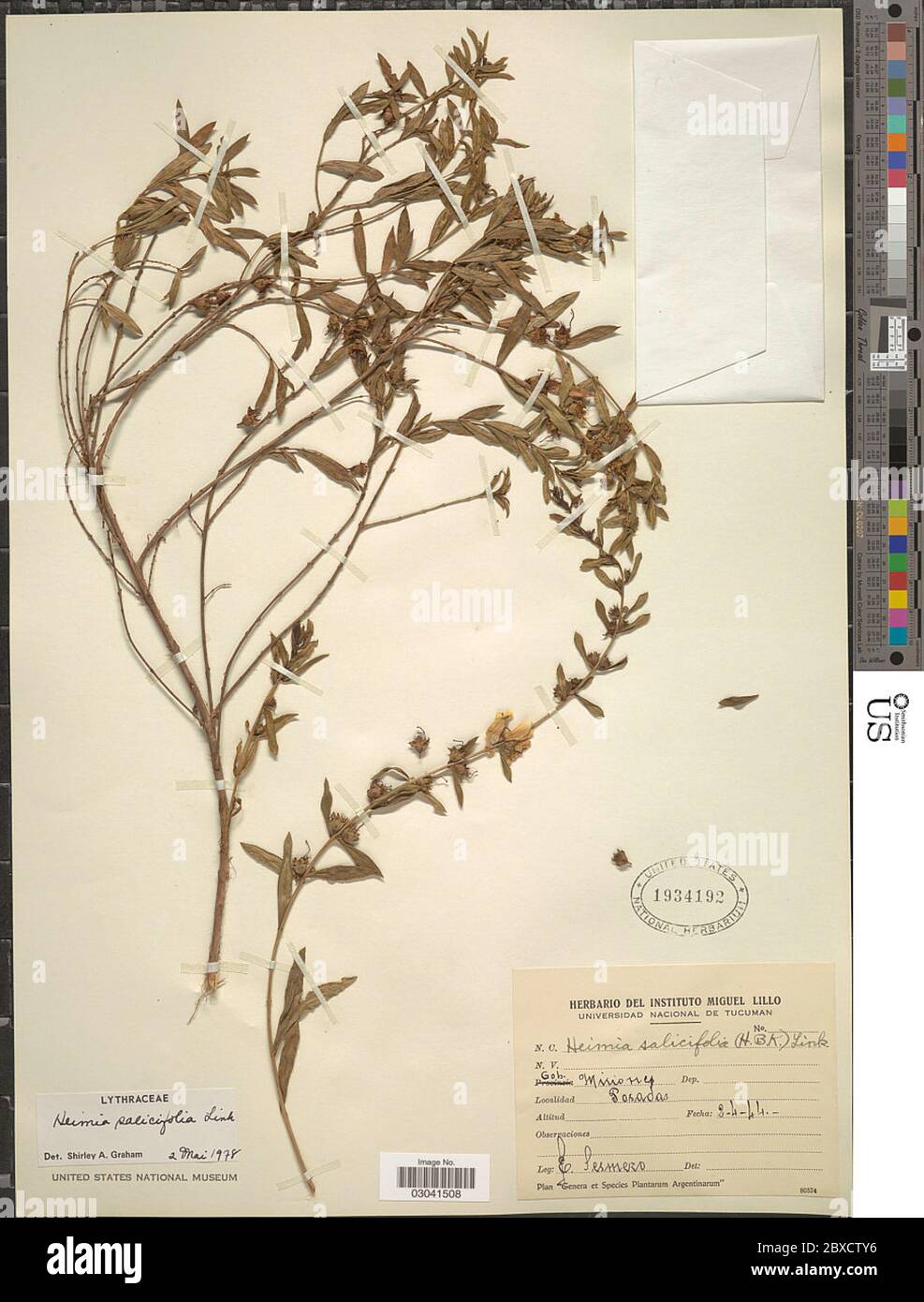 Heimia salicifolia Link Heimia salicifolia Link. Stock Photo