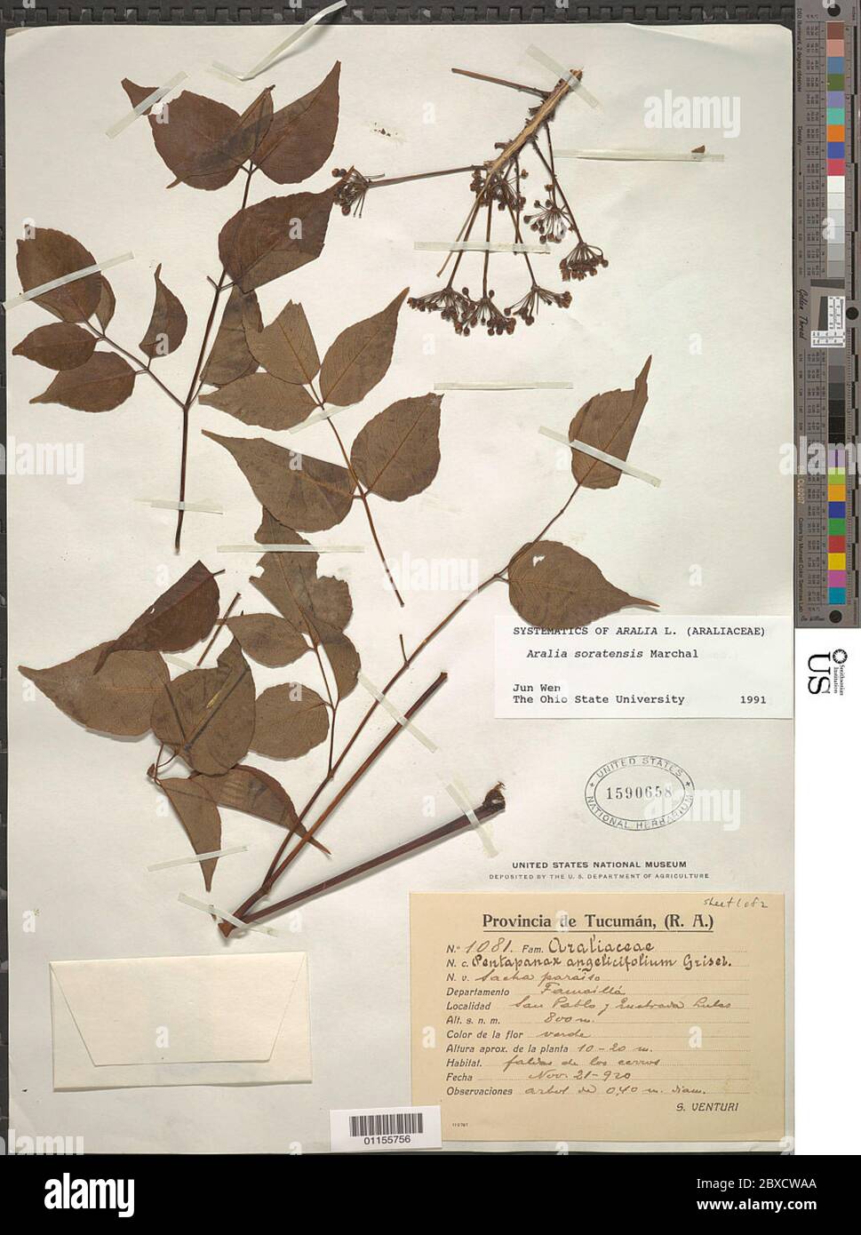 Aralia soratensis Marchal Aralia soratensis Marchal Stock Photo - Alamy