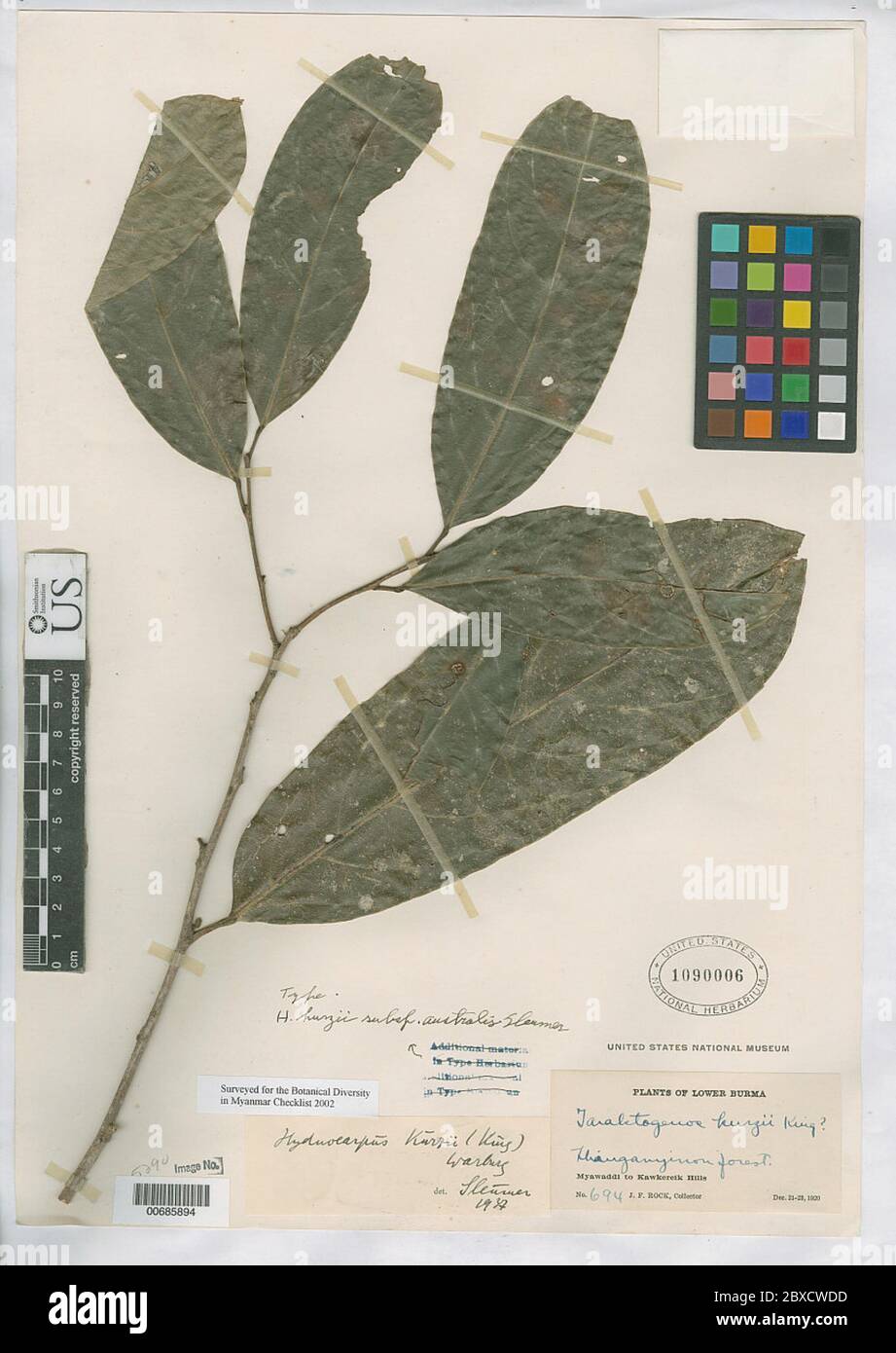 Hydnocarpus kurzii subsp australis Sleumer Hydnocarpus kurzii subsp australis Sleumer. Stock Photo