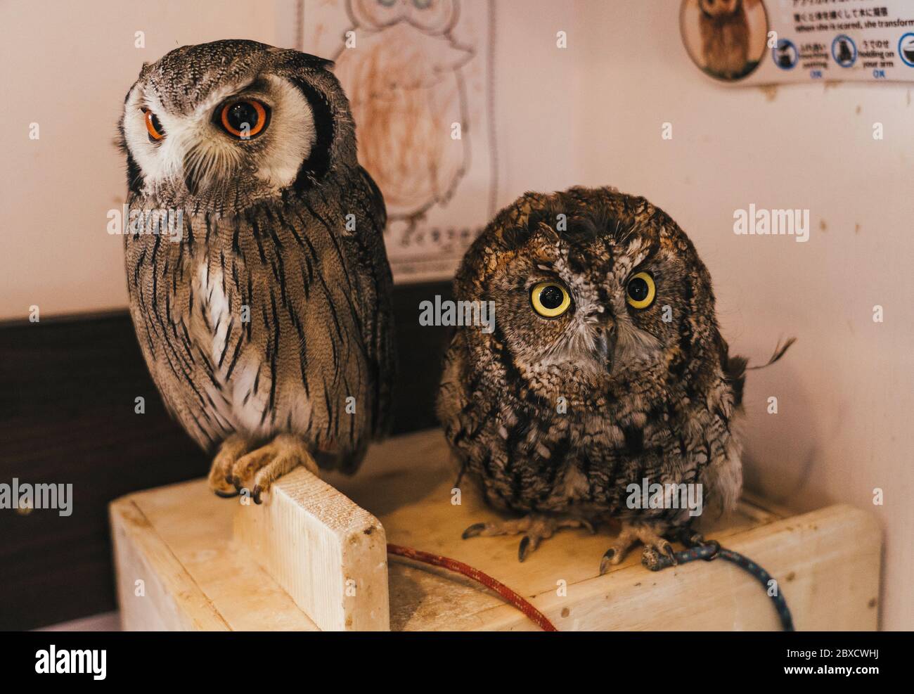 Owls Cafe High Resolution Stock Photography And Images Alamy Owls Cafe High Resolution Stock Photography And Images Alamy