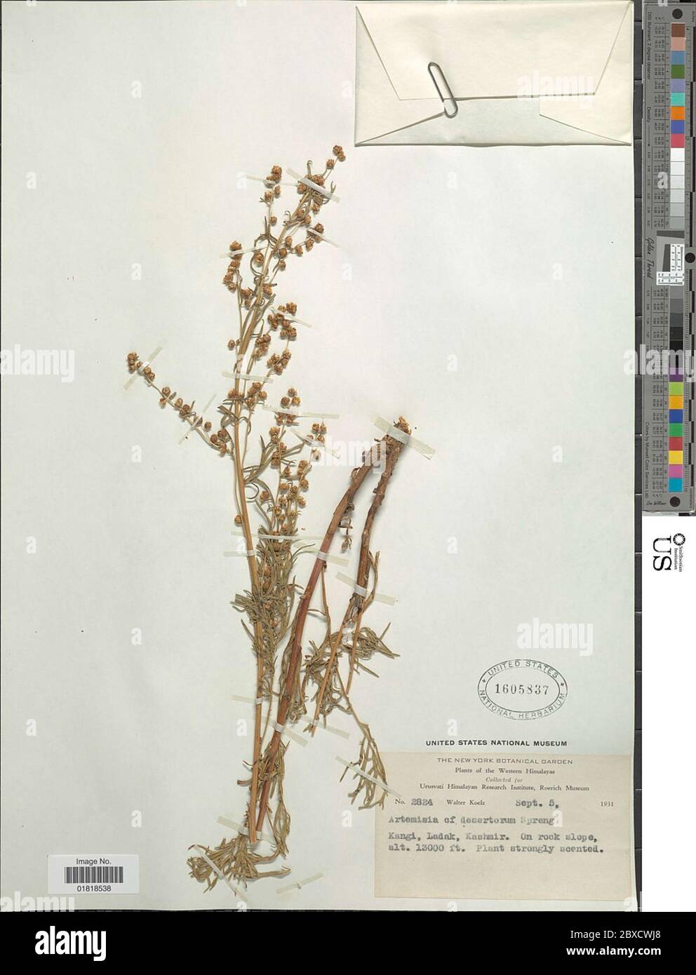 Artemisia desertorum Spreng Artemisia desertorum Spreng. Stock Photo