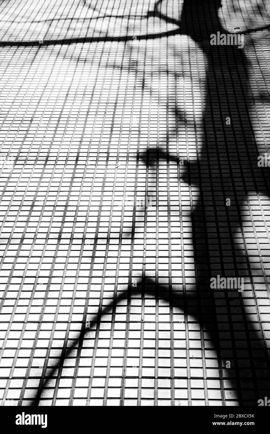 Shadows of bare tree on tiled city pavement, abstract architectural background in high contrast black and white Stock Photo