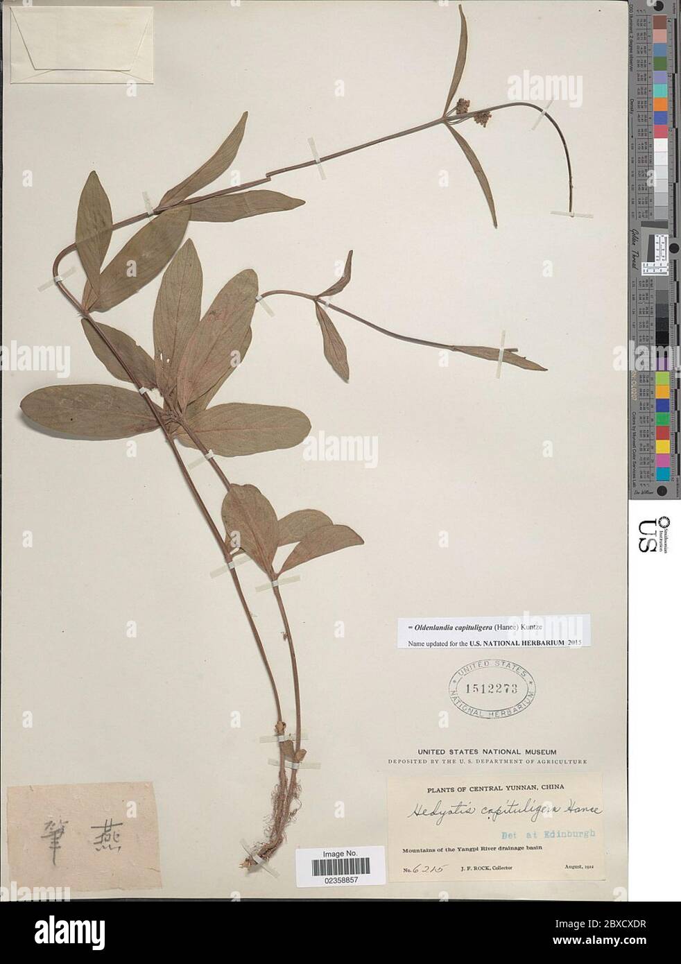 Oldenlandia capituligera Hance Kuntze Oldenlandia capituligera Hance Kuntze. Stock Photo