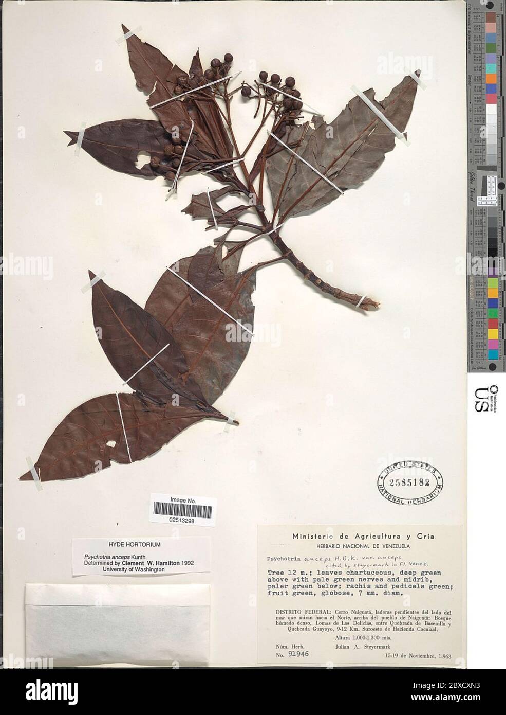 Psychotria anceps Kunth Psychotria anceps Kunth. Stock Photo