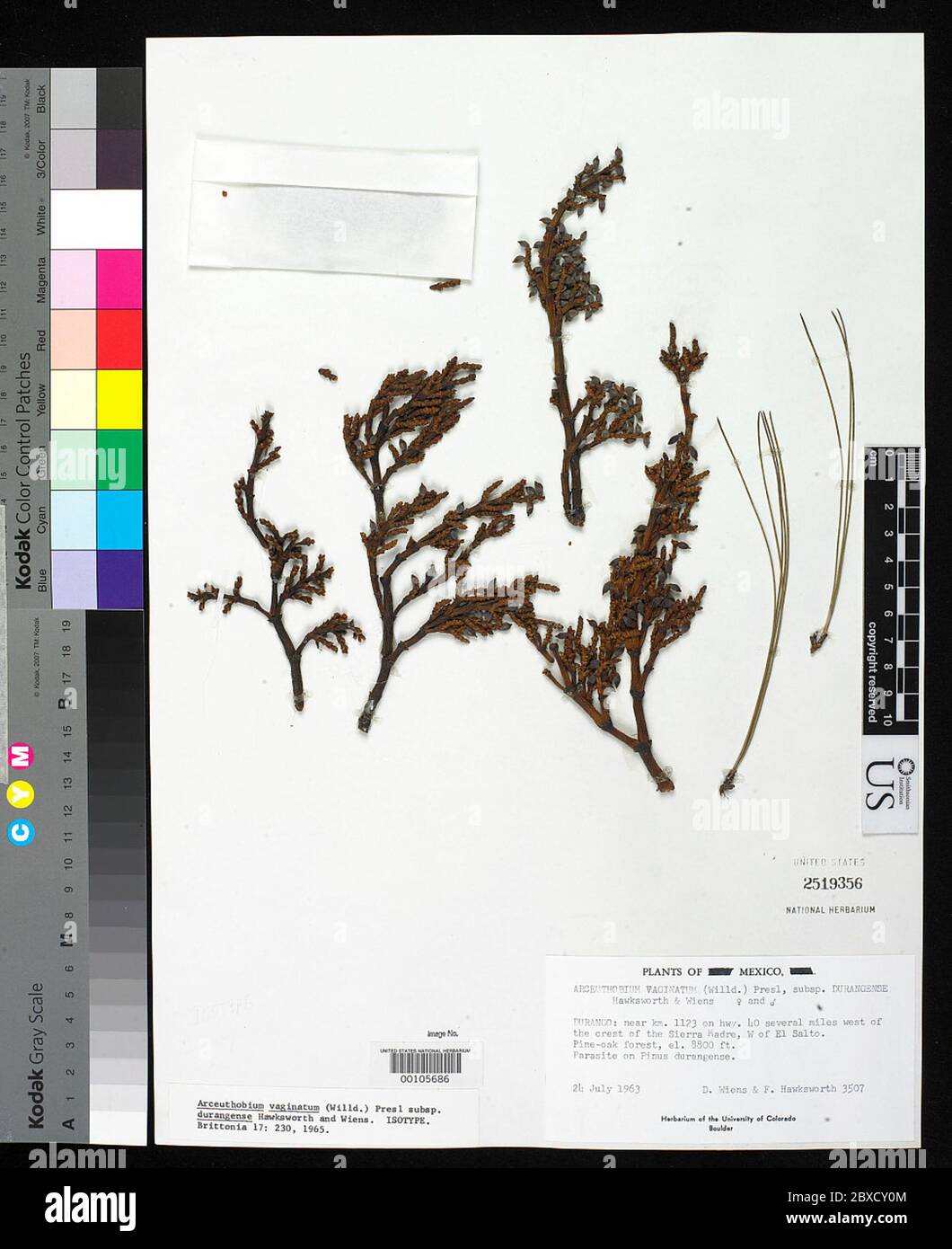 Arceuthobium vaginatum subsp durangense Hawksw Wiens Arceuthobium vaginatum subsp durangense Hawksw Wiens. Stock Photo