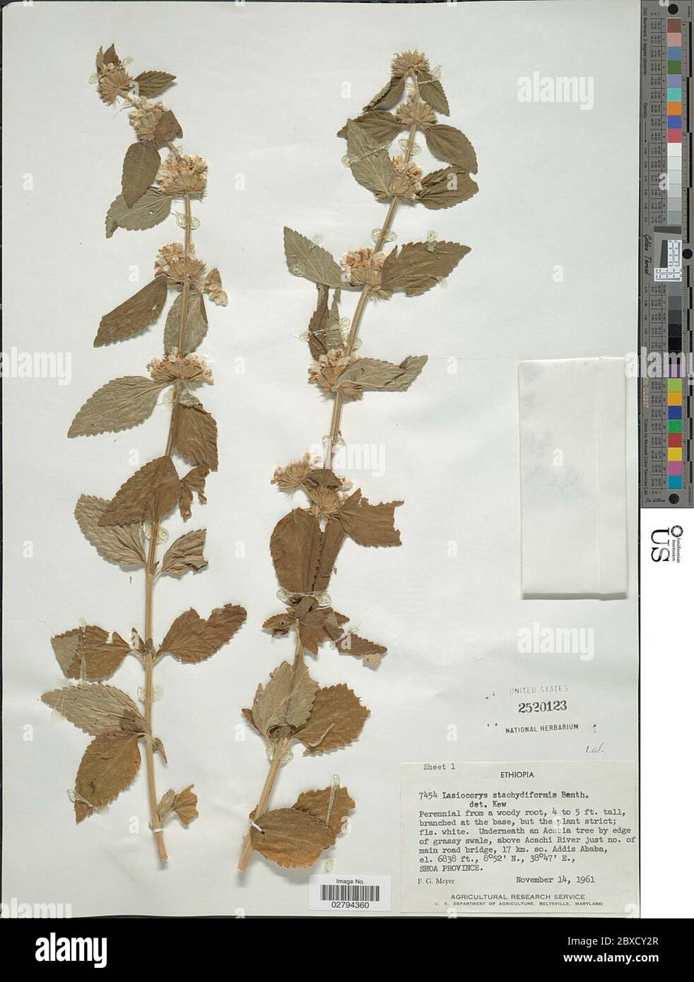 Leucas stachydiformis Benth Hochst ex Briq Leucas stachydiformis Benth Hochst ex Briq. Stock Photo