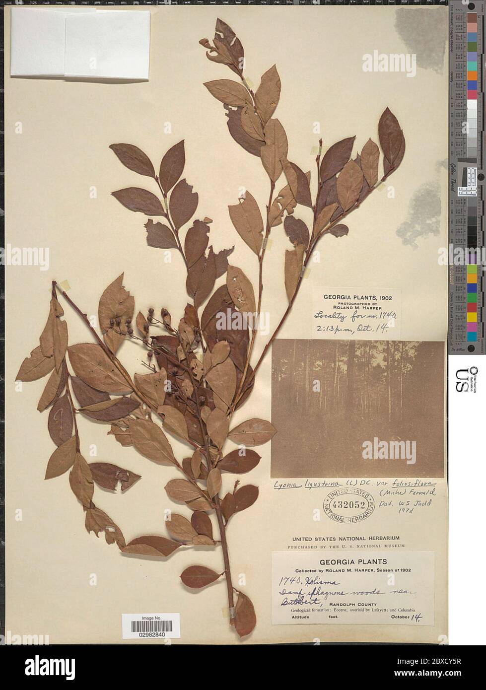 Lyonia ligustrina var foliosiflora Michx Fernald Lyonia ligustrina var foliosiflora Michx Fernald. Stock Photo