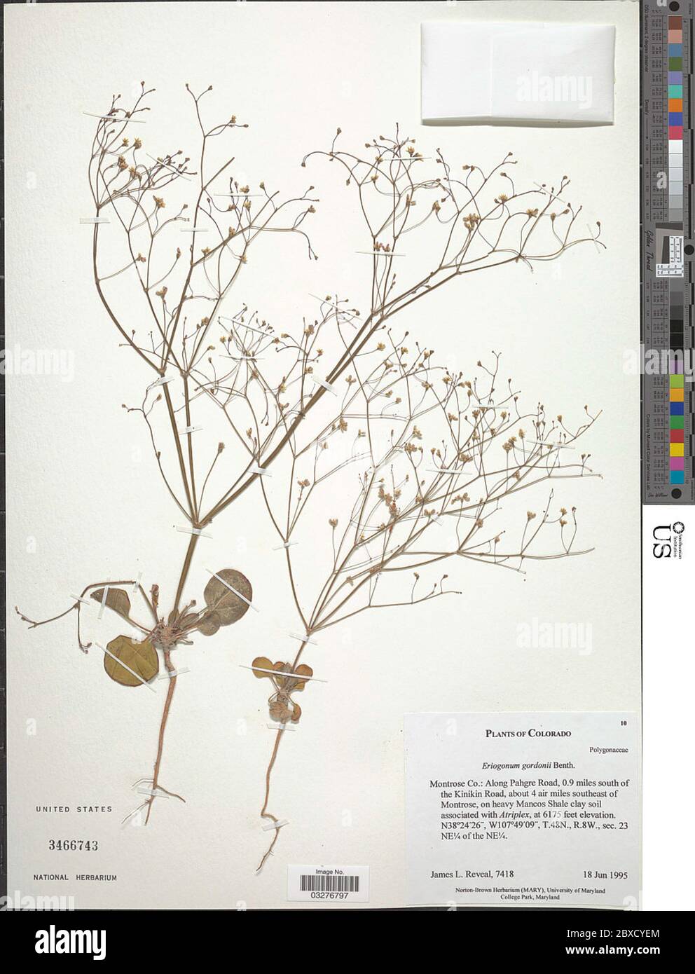 Eriogonum gordonii Benth Eriogonum gordonii Benth. Stock Photo