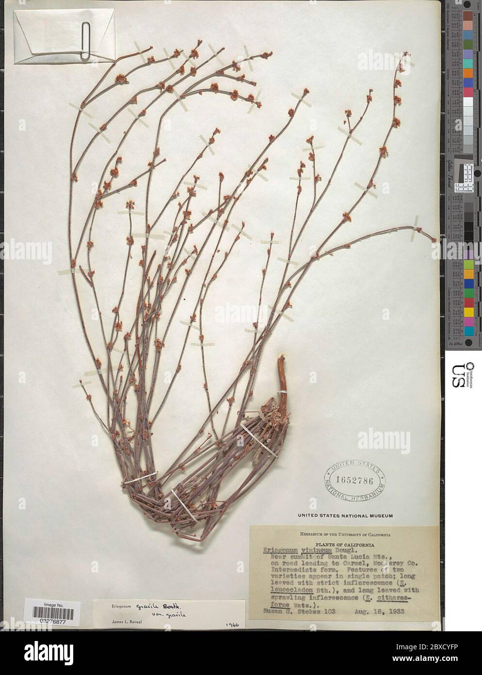 Eriogonum gracile Benth Eriogonum gracile Benth. Stock Photo