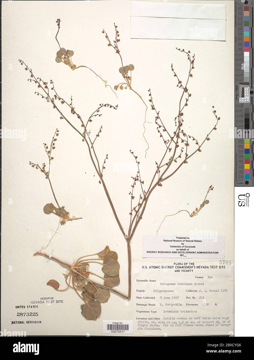 Eriogonum concinnum Reveal Eriogonum concinnum Reveal. Stock Photo
