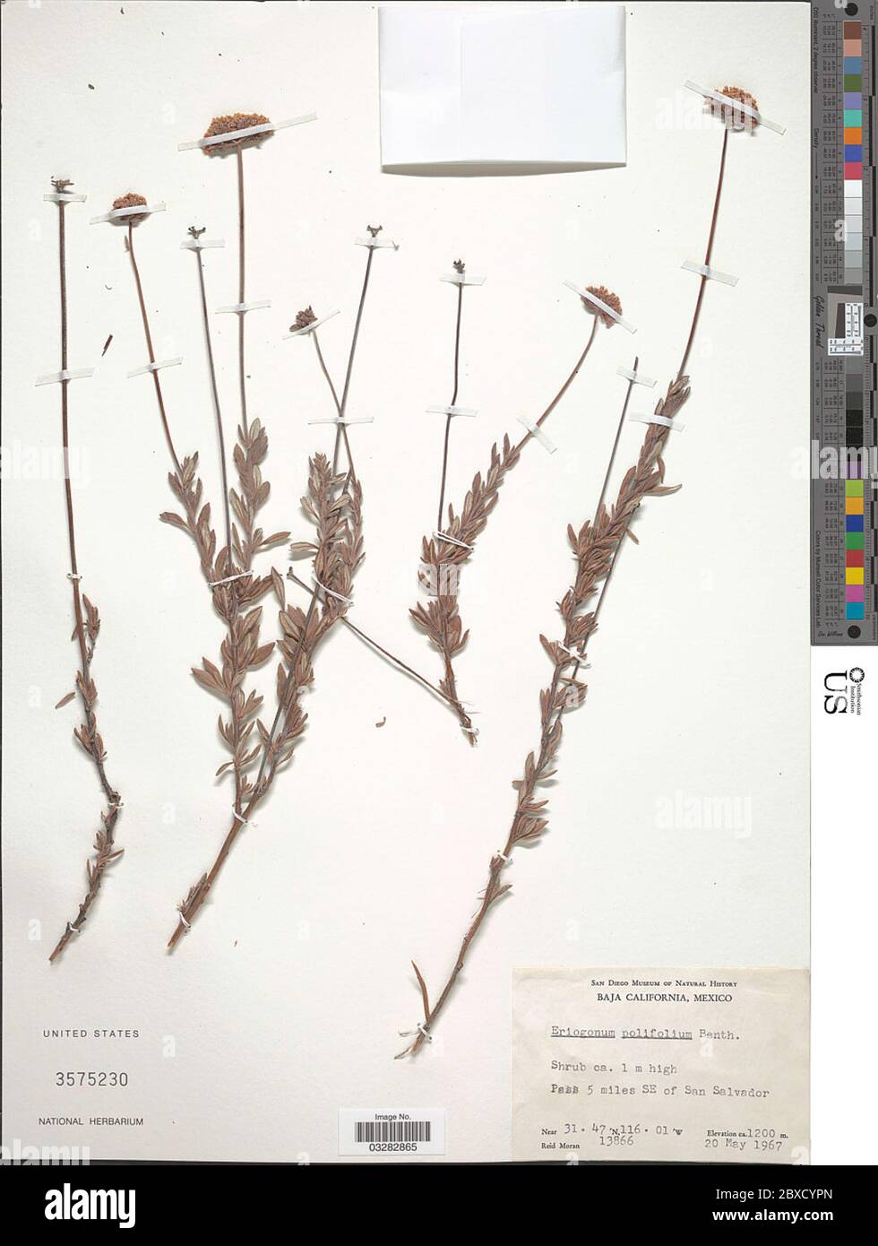 Eriogonum polifolium Benth Eriogonum polifolium Benth. Stock Photo